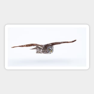 Low Flyer - Great Grey Owl Sticker